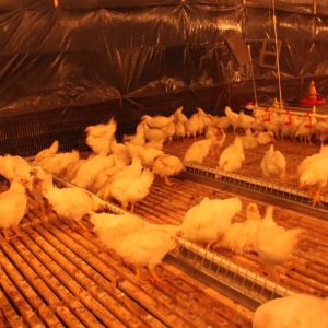 Broiler Damızlık Kulübesi için Otomatik Açık Tekneli Zincir Besleme Hattı Sistemi
