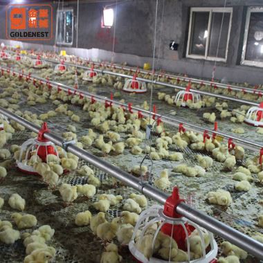 Yerde Özelleştirilmiş Tavuk Evi Broiler Kümes Hayvanları Çiftliği Ekipmanları